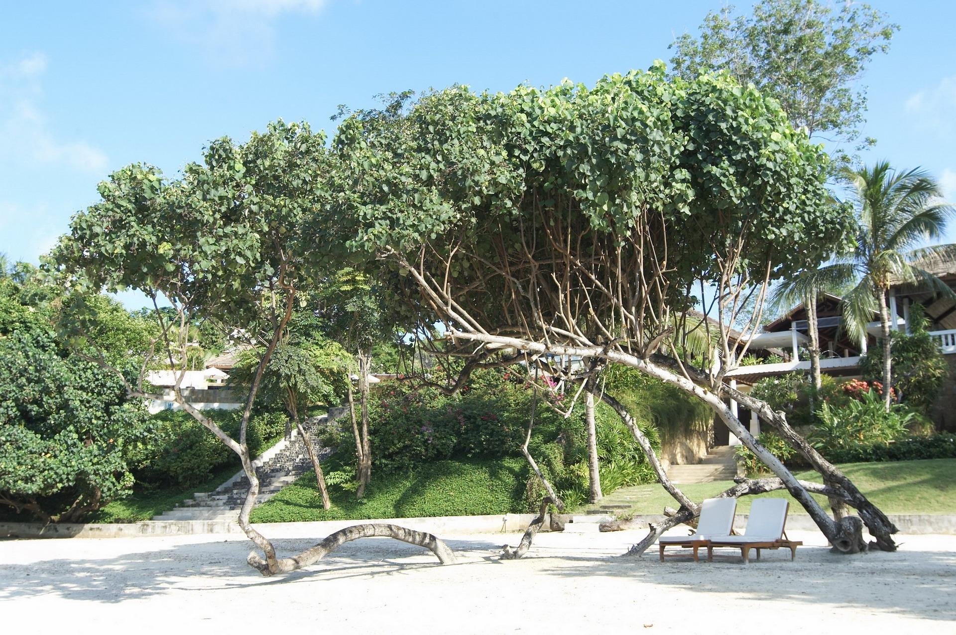 Chandara Resort & Spa, Phuket - Sha Plus Extérieur photo